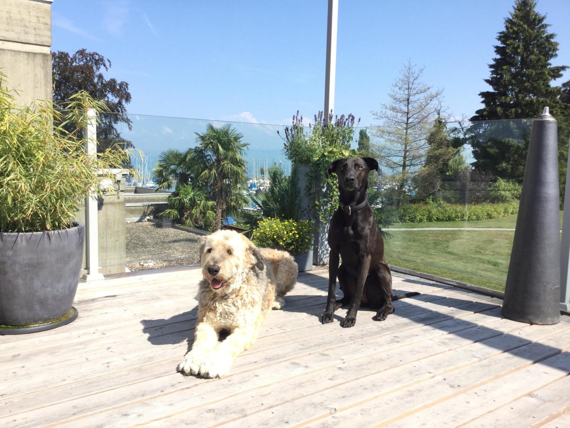 Lakelodge Romanshorn Kültér fotó